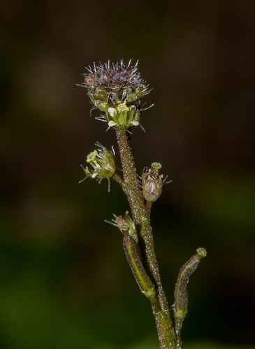 Rorippa humifusa (African cress) — photo