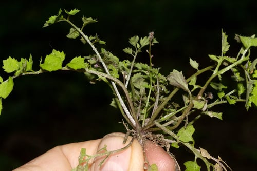 Rorippa humifusa (African cress) — photo