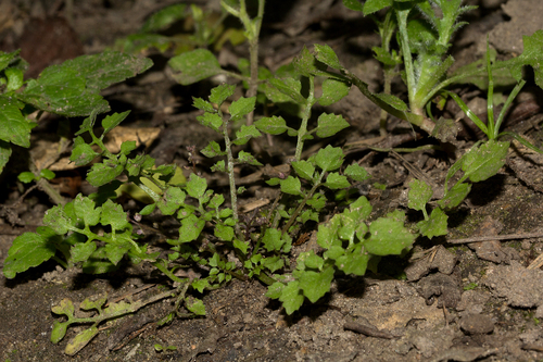 Rorippa humifusa