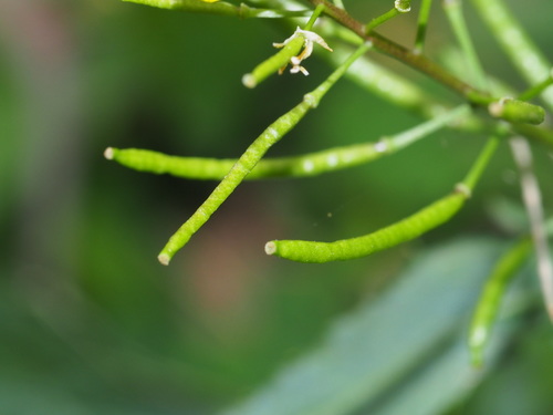Rorippa indica — photo