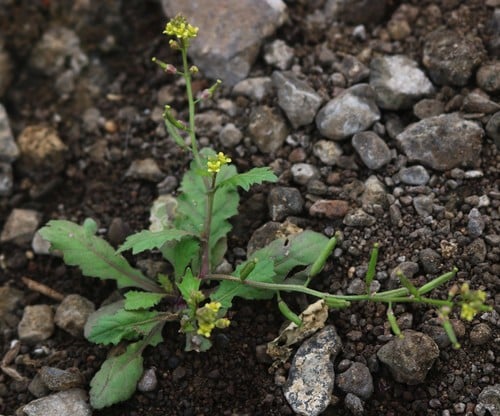 Rorippa indica — photo