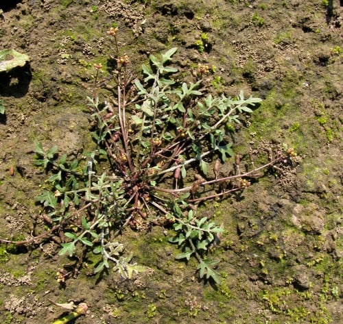 Rorippa islandica (Northern marsh yellowcress) — photo