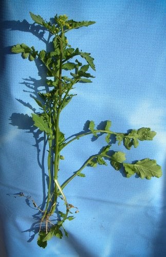 Rorippa islandica (Northern marsh yellowcress) — photo