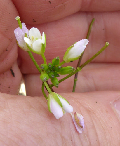 Rorippa laciniata (Marsh cress) — photo