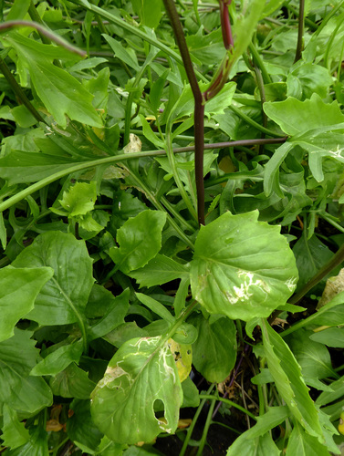 Rorippa laciniata (Marsh cress) — photo