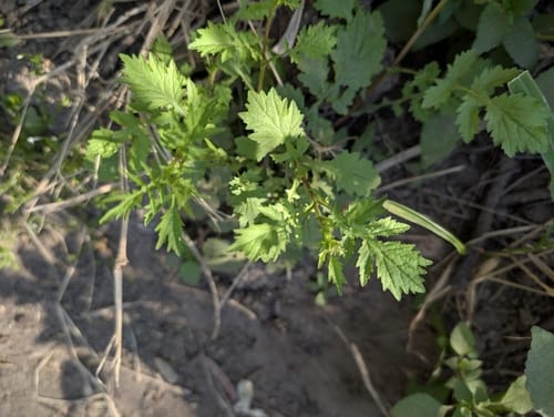Rorippa madagascariensis (African cress) — photo