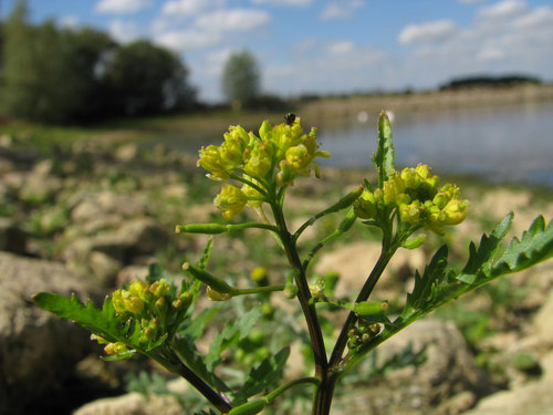 Rorippa palustris (Marsh watercress) — photo