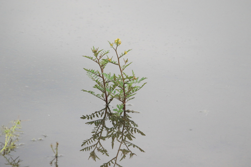 Rorippa palustris (Marsh watercress) — photo