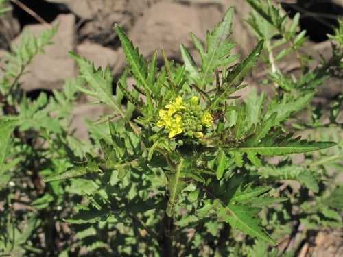 Rorippa palustris