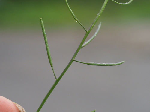 Rorippa sarmentosa (Polynesian cress) — photo