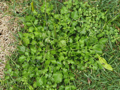 Rorippa sarmentosa (Polynesian cress) — photo