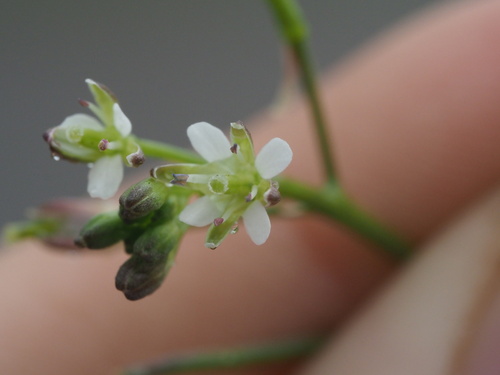 Rorippa sarmentosa