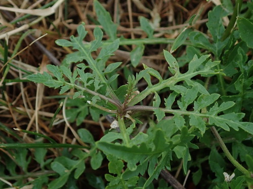 Rorippa sylvestris (Creeping yellowcress) — photo