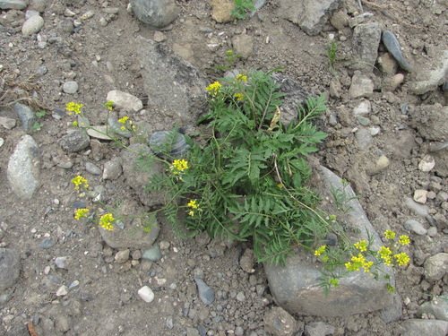 Rorippa sylvestris (Creeping yellowcress) — photo