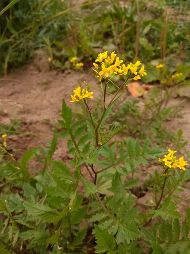 Rorippa sylvestris
