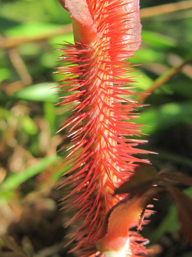 Rosa acicularis (Wild rose) — photo