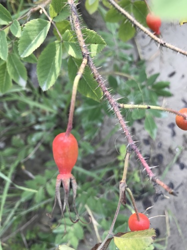 Rosa acicularis (Wild rose) — photo