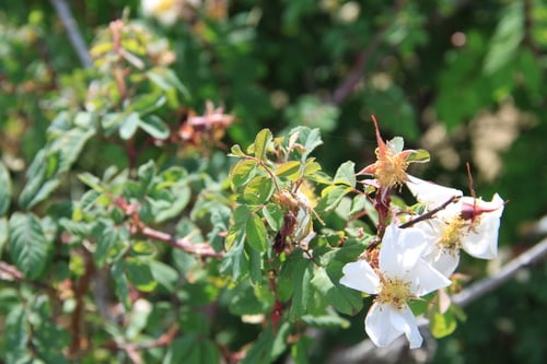 Rosa alberti