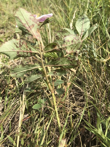 Rosa arkansana (Low prairie rose) — photo