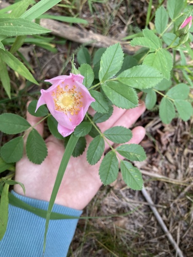 Rosa arkansana (Low prairie rose) — photo
