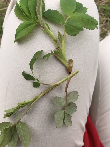Rosa arkansana var. suffulta (Prairie Rose) — photo