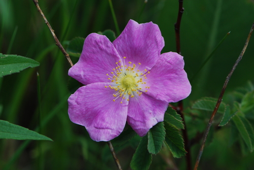 Rosa arkansana var. suffulta (Prairie Rose) — photo