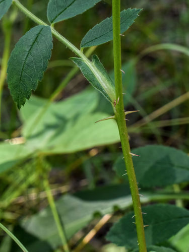 Rosa arkansana var. suffulta