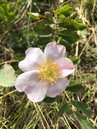 Rosa arkansana