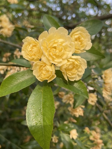 Rosa banksiae (Bank's rose) — photo