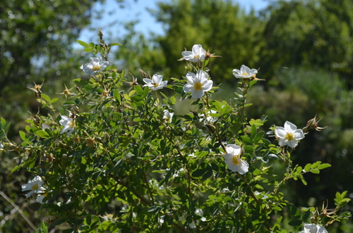 Rosa beggeriana (Begger rose) — photo