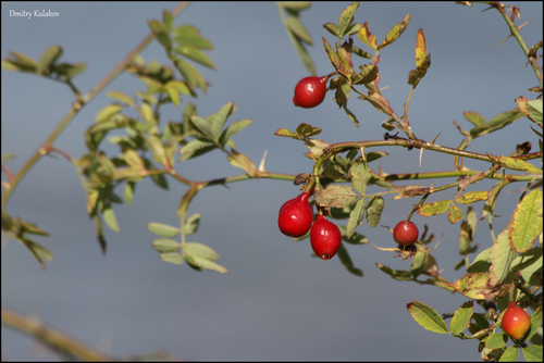 Rosa beggeriana
