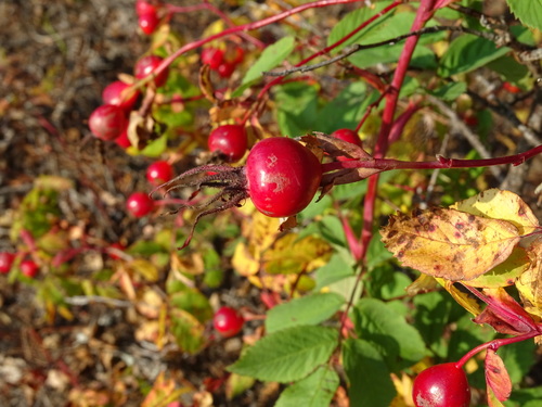 Rosa blanda (Labrador rose) — photo