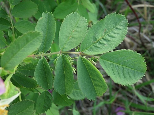 Rosa blanda (Labrador rose) — photo