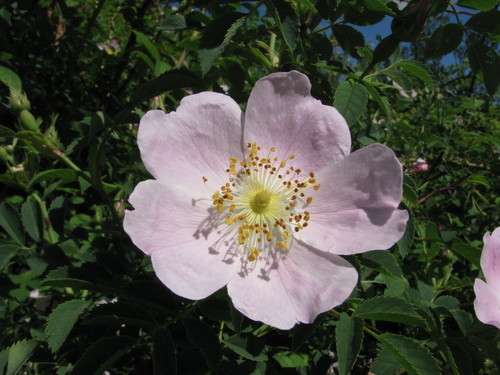 Rosa blanda