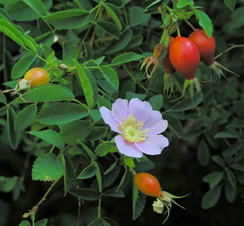 Rosa californica (California rose) — photo