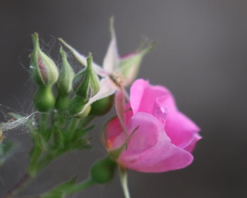 Rosa californica (California rose) — photo