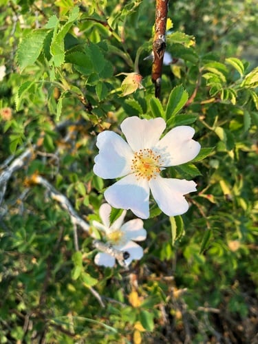 Rosa canina (Dog rose) — photo