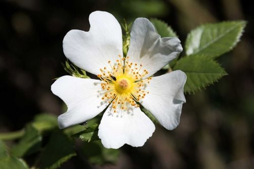 Dog rose