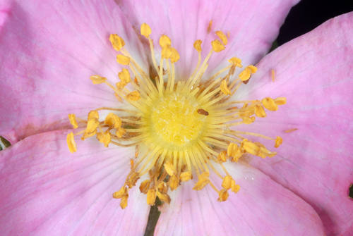 Rosa carolina (Wild rose) — photo