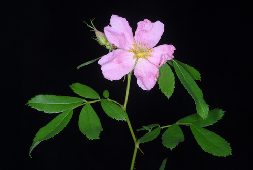 Rosa carolina (Wild rose) — photo