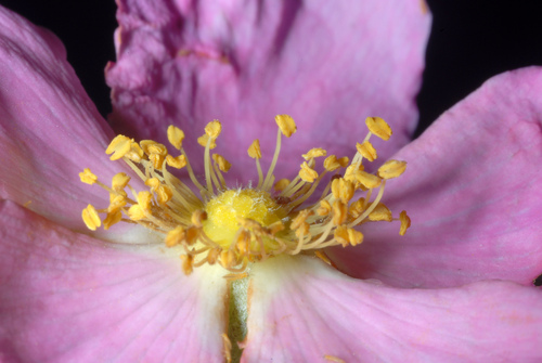 Rosa carolina