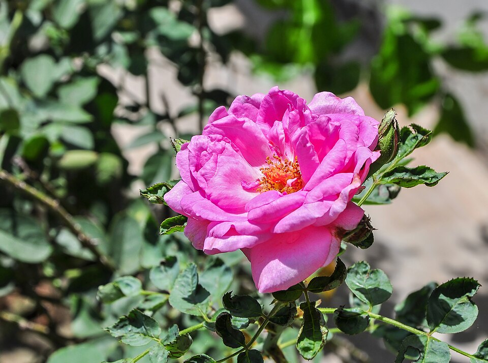 Rosa centifolia (Provence rose) — photo