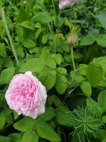 Rosa centifolia (Provence rose) — photo