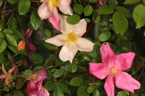 Rosa chinensis (China rose) — photo