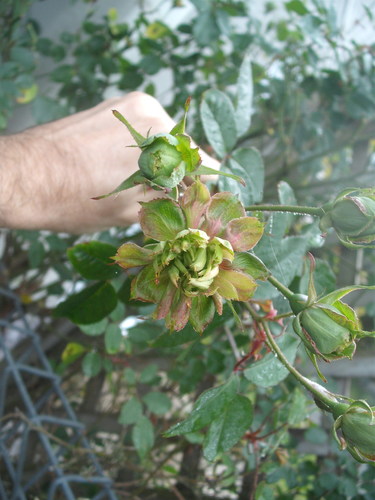 Rosa chinensis (China rose) — photo