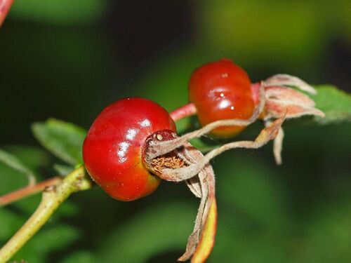 Rosa cinnamomea (Cinnamon rose) — photo