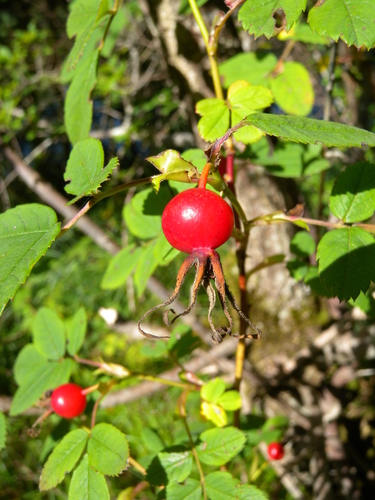 Rosa cinnamomea (Cinnamon rose) — photo