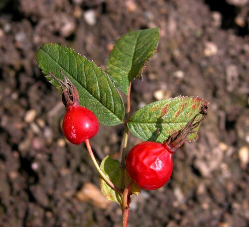 Rosa cinnamomea