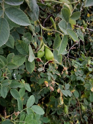 Rosa coriifolia — photo