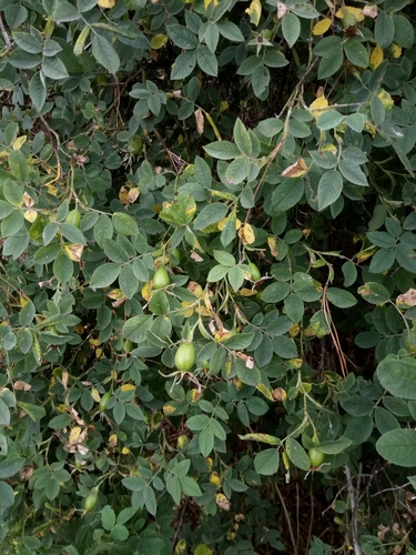 Rosa coriifolia — photo